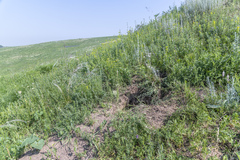 Marmota kastschenkoi