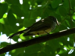 Rhipidura rufiventris isura