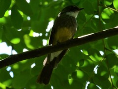 Rhipidura rufiventris isura