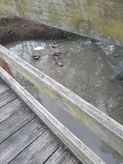 Dendrocygna autumnalis