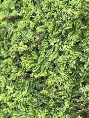 Lophocolea heterophylla