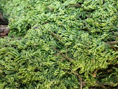 Lophocolea heterophylla