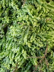 Lophocolea heterophylla