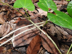Tinospora smilacina