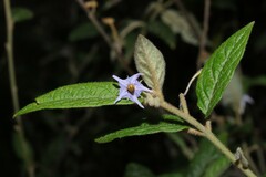 Solanum stelligerum