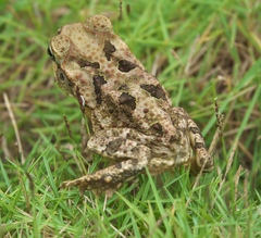 Rhinella marina