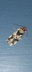 Barea confusella
