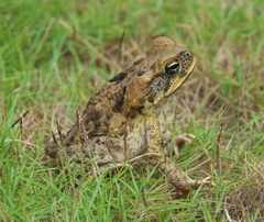 Rhinella marina