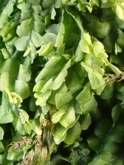 Lophocolea heterophylla