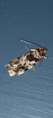 Barea confusella