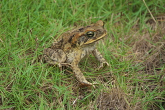 Rhinella marina