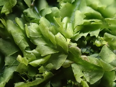 Lophocolea heterophylla