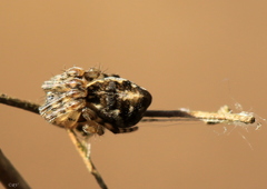 Cyclosa conica