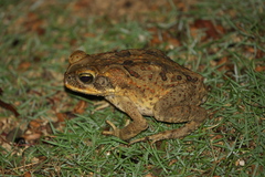 Rhinella marina