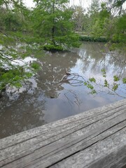 Dendrocygna autumnalis