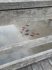 Dendrocygna autumnalis