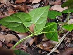 Tinospora smilacina