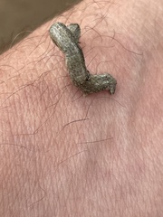 Spodoptera littoralis