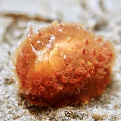 Madrella ferruginosa