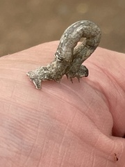 Spodoptera littoralis