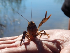 Pontastacus leptodactylus