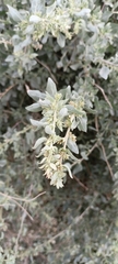 Atriplex halimus
