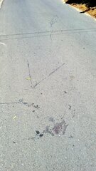 Lycodonomorphus inornatus