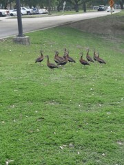 Dendrocygna autumnalis