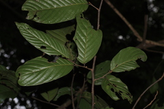 Polyalthia fragrans