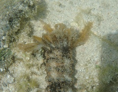 Synapta maculata image