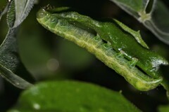 Phlogophora meticulosa