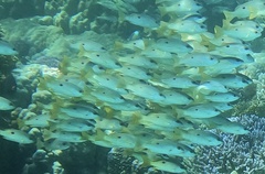 Lutjanus fulviflamma