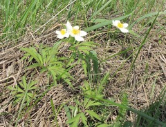 Anemonoides uralensis