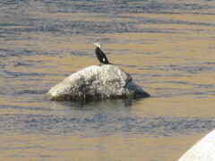 Phalacrocorax carbo
