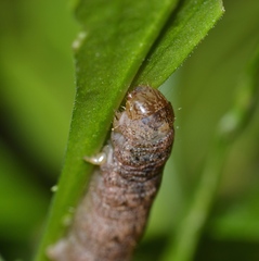 Phlogophora meticulosa