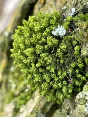 Plenogemma phyllantha