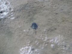 Carcinoscorpius rotundicauda