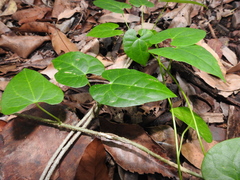 Tinospora smilacina