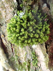 Plenogemma phyllantha