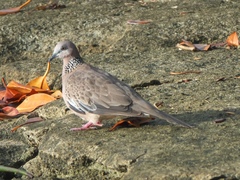 Streptopelia chinensis