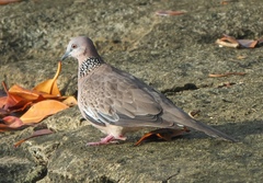 Streptopelia chinensis