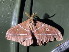 Gonimbrasia belina