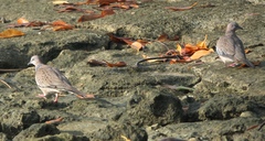 Streptopelia chinensis