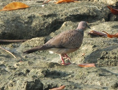 Streptopelia chinensis