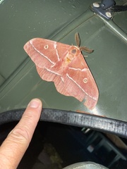 Gonimbrasia belina