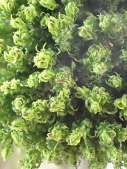 Plenogemma phyllantha