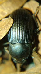 Heterotarsus