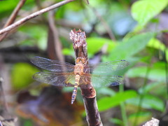 Hydrobasileus croceus