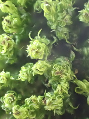 Plenogemma phyllantha