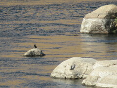 Phalacrocorax carbo